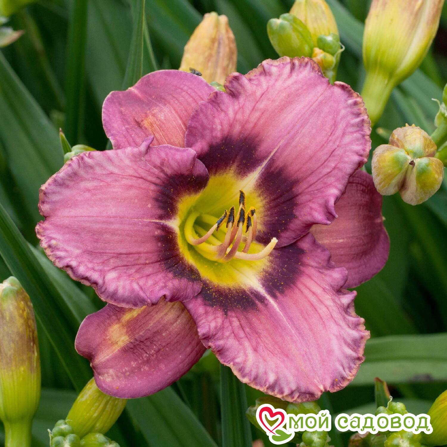 Лилейник Он энд Он - уникальный сорт для вашего сада - характеристика, особенности, посадка и выращивание, отзывы Лилейник Он энд Он: характеристика и особенности сорта, посадка и выращивание, отзывы